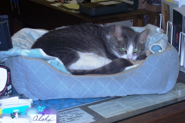 phoebe-store-cat.jpg